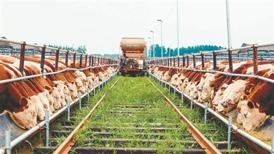 沈陽“牛基地”培育幸?!绊敿壟!? style=