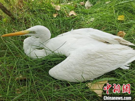 受傷虛弱的黃嘴白鷺?！⊥蹰_鵬 攝