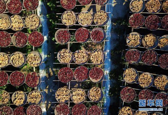 (美麗中國)(4)福建尤溪:詩意桂峰 曬秋人家