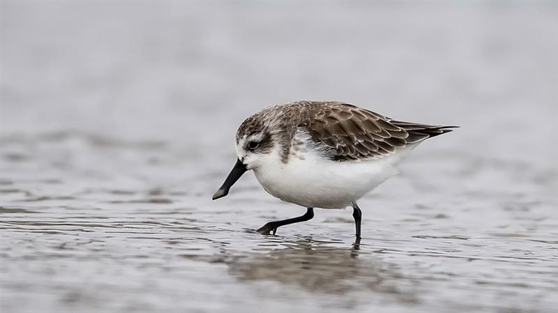 1月8日，一只勺嘴鷸在閩南晉江深滬灣灘涂覓食。