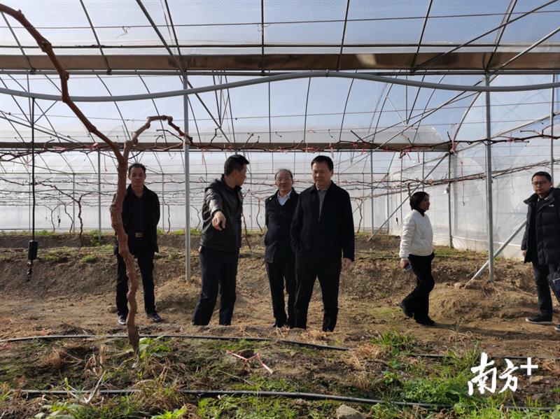 赴基層調(diào)研現(xiàn)代農(nóng)業(yè)產(chǎn)業(yè)發(fā)展。