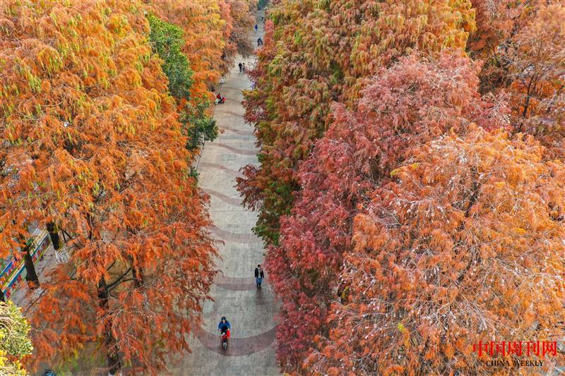 東莞長(zhǎng)安落羽杉之秋日.jpg 東莞長(zhǎng)安落羽杉之秋日.jpg