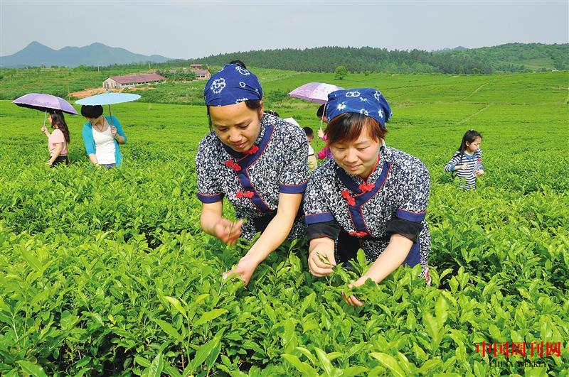 采茶.jpg 采茶.jpg