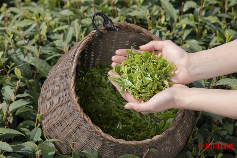 攝圖網(wǎng)_501604303_茶園姑娘手捧新茶手部特寫(企業(yè)商用).jpg 攝圖網(wǎng)_501604303_茶園姑娘手捧新茶手部特寫(企業(yè)商用).jpg