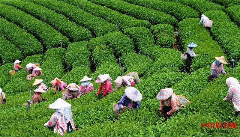 美麗的茶園.jpg 美麗的茶園.jpg